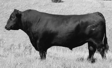 He sires long-spined, sound structured, attractive and very gentle cattle. His daughters are a highlight due to their great productivity and udder structure.