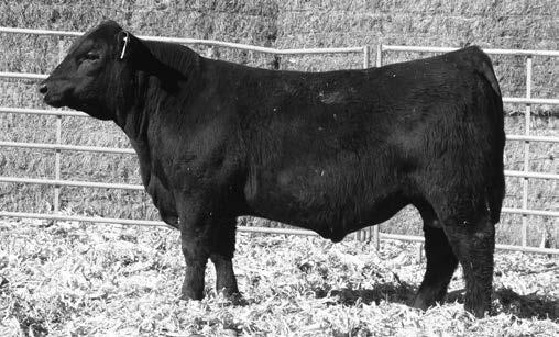 SUMMITCST MANDATE 39 40 I+1.1 I+57 I+25 I+97 This one was a twin to a heifer. A stout made March bull that was one of the better gainers on test.