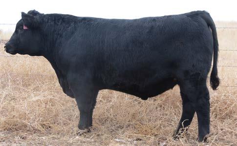 FINAL PRODUCT & UPSHOT 5 Owned by Kacey Dethlefs Calved: 2/14/14 Bull AAA 18040165 Tattoo: 439 CONNEALY PRODUCT 568 CONNEALY FINAL PRODUCT EBONISTA OF CONANGA 471 SAV THUNDERBIRD 9061 DAR KC S BEAUTY