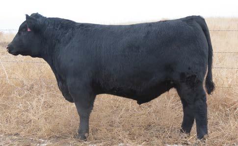 Stylish, stout made calving ease bull out of Kacey s heifer that has had a tremendous show career.