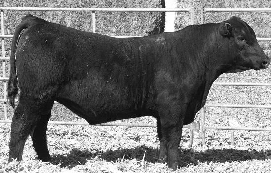 SAV ANGUS VALLEY BW +.9 WW +57 MILK +22 YW +104 +49 +.66 +.50 +.076 FENCE SI SAV ANGUS VALLEY 1867 SAV Angus Valley 1867 is the $200,000 lead-off bull from the 2012 SAV sale.