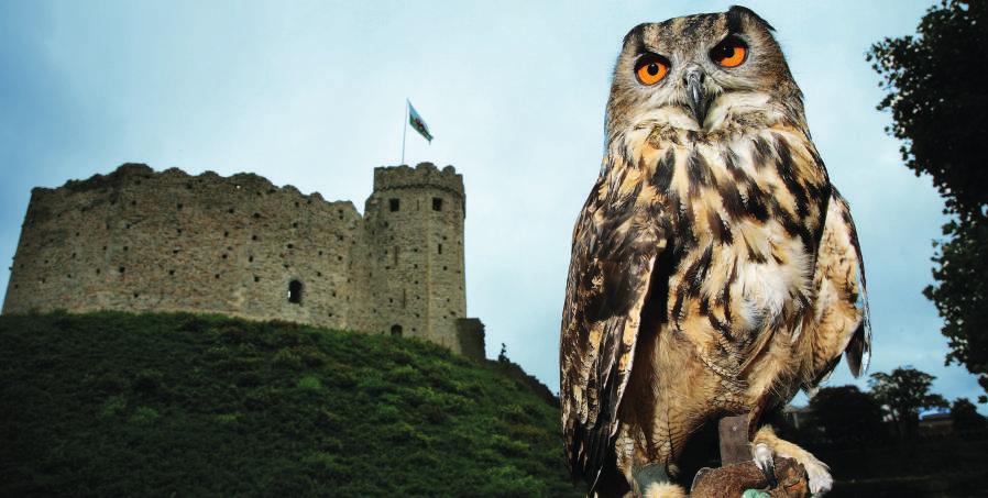 FEBRUARY Monday 16 February 11am Focus on Birds of Prey A chance to get close-up to the Castle s resident hawks and owls.