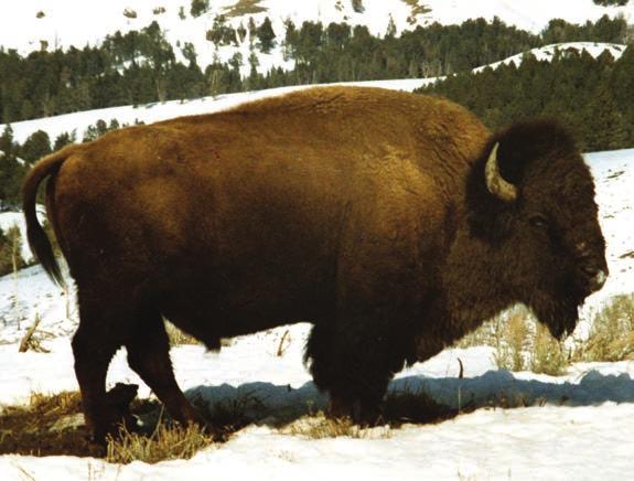 Did you know that buffalo and bison are the same animal? Technically, the correct name is bison; its Latin name is not diffcult to remember: bison bison.
