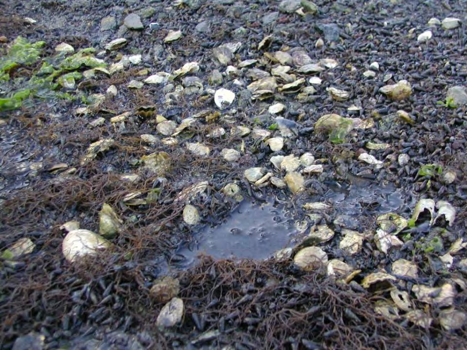 Mass die-offs of oysters occur in sites with