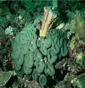 PART 2 CORAL REEF ECOLOGY Coral reefs are rocky mounds and/or ridges formed in the sea by marine organisms through the accumulation and