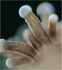 Mutualism between the Coral Polyp and Zooxanthellae group of dinoflagellates Coral Polyp provides a home for the zooxanthellae, it provides
