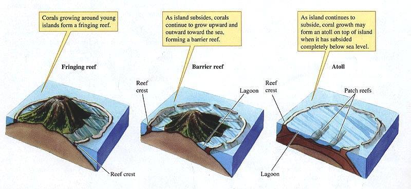 Stages in Coral Reef Development Three Basic Types of Coral Reefs They begin with a brand new tropical island produced by an oceanic hot spot or at a plate boundary and gradually change through