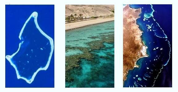 top) A patch reef is an isolated coral growth forming a small platform in a lagoon, barrier reef, or atoll Atoll with Patch Reefs Fringing Reef Barrier Reef The largest coral reef, the Great