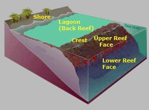Zones of A Coral Biome Coral reefs have the greatest diversity of marine life of any ocean biome and are often called the rainforests of the ocean.
