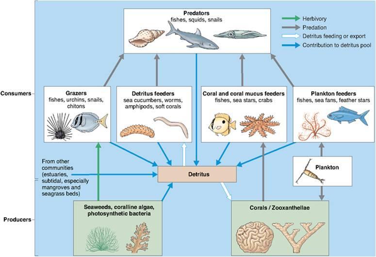 Coral Reef Food Web Coral Reef Fish Communities Hundreds of species can exist in a small area of a healthy reef, many of them