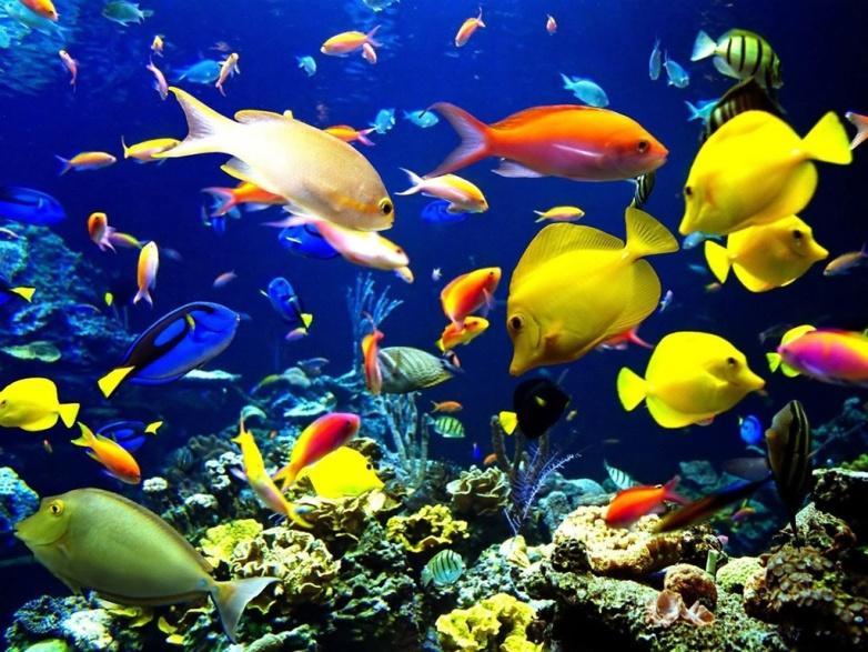 They provide a home for 25 percent of all marine fish species Loss and degradation of coral reef habitat, increasing pollution,
