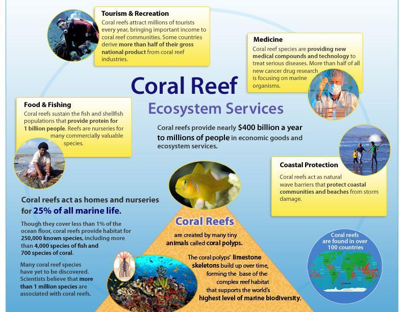 Importance of Coral Reefs Fishery and nursery areas (food) Tourism, recreation Potential medicines such as medicines for cancer Coastal protection -