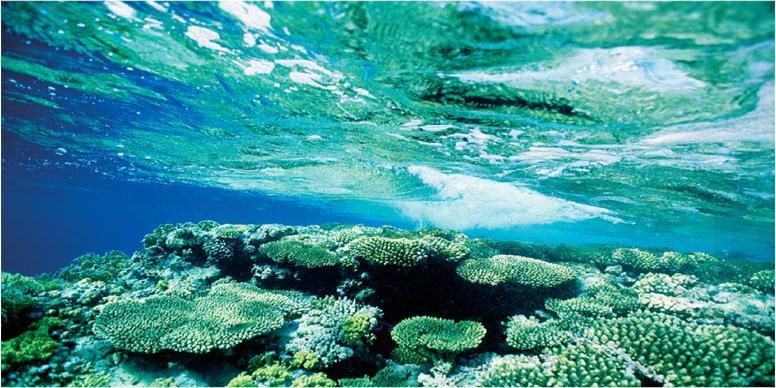 diseases Climate change and ocean acidification Overfishing Healthy reef Coral