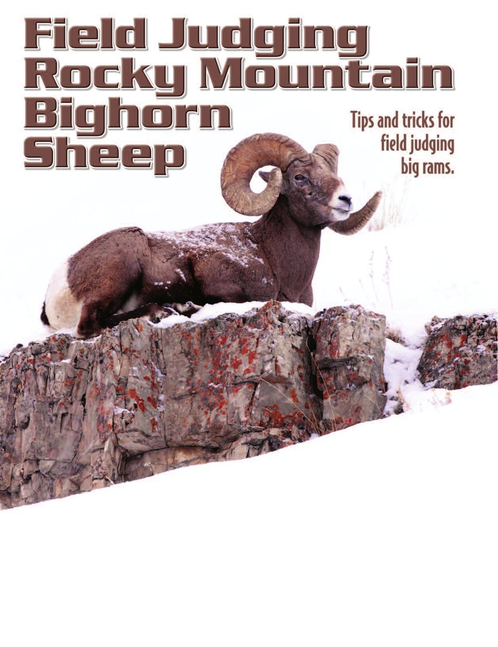 By Jay Scott, Field Editor Scoring Photos and Estimates by Tim Rushing Rocky Mountain bighorn sheep can be found in many of the western states including New Mexico, Arizona, Montana, Idaho, Wyoming,