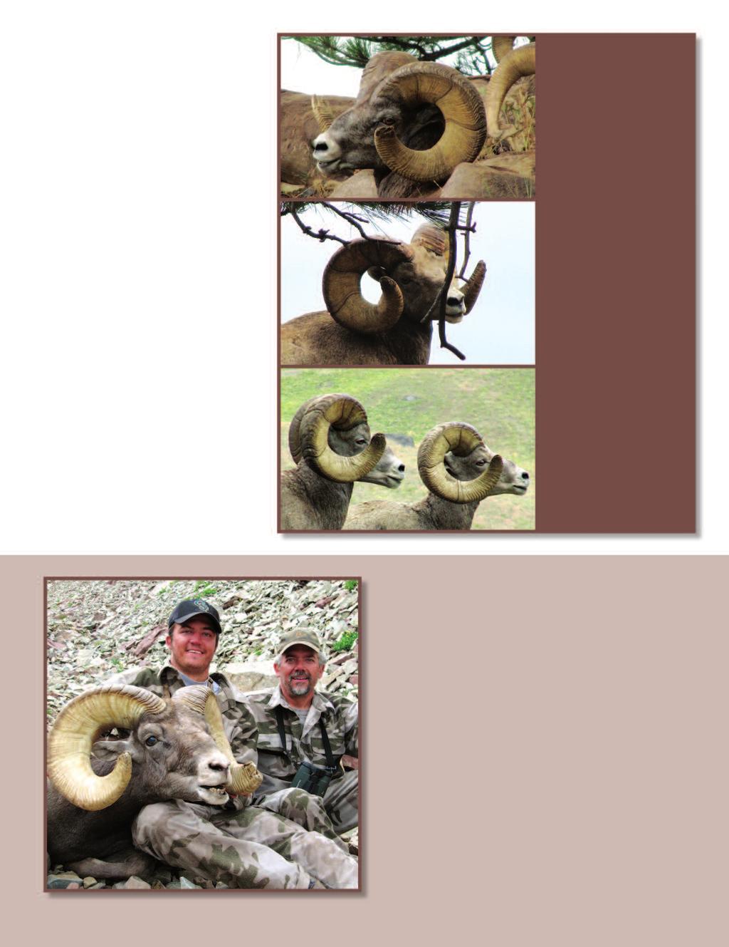5. Spread is not a factor that is measured for the gross score of a ram. 6. Boxy looking rams are often the bigger scoring rams. 7. Big rams look big.