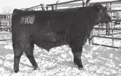 I+.40 I+.58 I+.017 +54.97 +54.93 +30.49 +111.37 Sired by Traction to put more muscle and to make more pounds on feeder calves. WDA from birth to weaning is 3.45# per day.