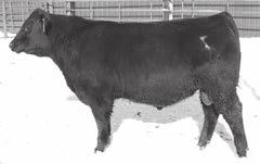 7135 Commercial Bull Birth Date: Bull Reg.No.Pdg. Tattoo: Commerical Bull. This guy is an Angus bull, he just has too much white in front of his navel to get a valid registration certificate.