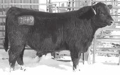 Eileenmere Lass 836B I+34 I+.55 I+.64 I-.022 +46.30 +24.16 +41.17 +110.09 Sired by Sitz Upward, a Pathfinder in the Angus breed.