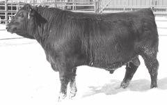 205 day wean weight of 689#, that a pretty good wean weight for a two-year-old heifer in our country. Top 1% D, Top 10 BW, top heifer bull.