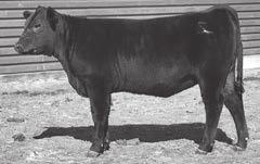 44 +154.43 DV All In with Regis 904 puts performance on the maternal side, Regis is known for his extra productive and picture perfect dam, Donna 714 cow. Dam has 79# BW avg.