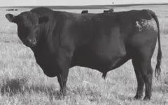 E Reference Sires Vermilion Countdown C001 [ OSF ] Birth Date: 1-30-2015 Bull 18139978 Tattoo: C001 #Connealy Answer 71 # Connealy Final Solution Este of Conanga 364 Connealy Countdown #Connealy