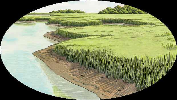 Tidal Animals Activity Salt marshes are wetlands found in areas where rivers meet the