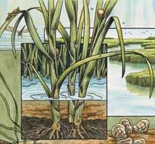 Just like other plants, spartina turns green and grows tall in the spring and summer. When fall arrives, it turns brown and starts to break apart.