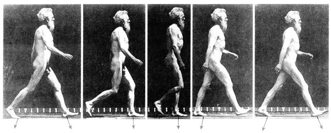 2.5 HUMAN LOCOMOTION Walking - Is a unique two legged style. Straightest legs of any animal, with an erect spine.