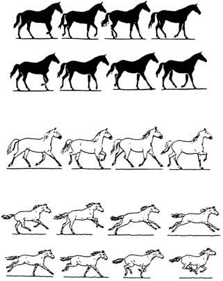 Two-legged locomotion consist of two gait