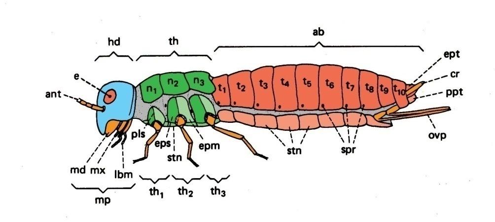 general larval body (Holometabola) head thorax abdomen T1 T2 T3 A1 A2