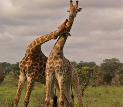 longer distances. A giraffe's neck is too short to reach the ground.