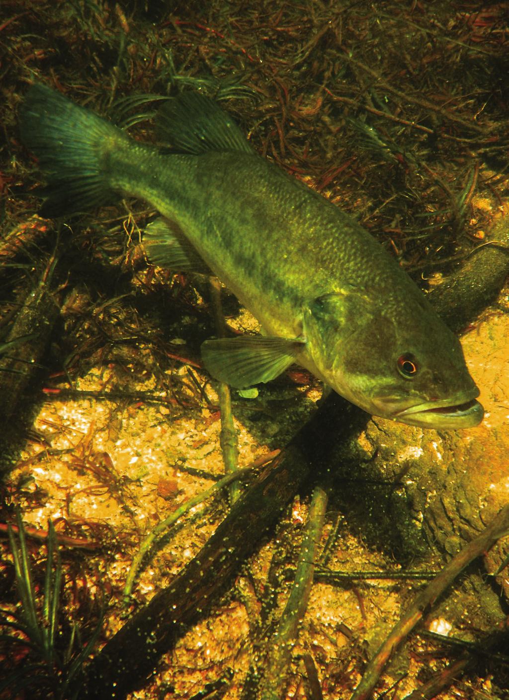 FACTORS AFFECTING RECRUITMENT IN SMALLMOUTH AND LARGEMOUTH BASS Understanding how life history, reproduction and recruitment intersect to determine population dynamics is fundamental to effective
