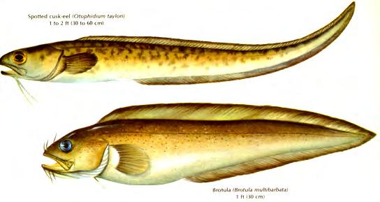 cavefish cusk-eel