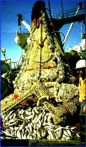 (hakes) World s largest fishery: