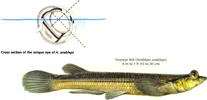 Cyprinodontiformes Family Anablepidae (four-eyed fishes)