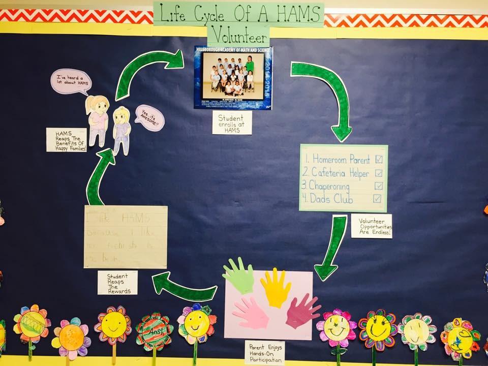 Ms. Halsor s Bulletin Board: The Life Cycle of a HAMS Volunteer. Make sure you check the volunteer tab on the PTSO page regularly for volunteer opportunities.