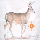 NRA Whitetail Deer 2016 State