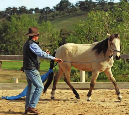 This two-year-old brumby shows rhythm on the circle, with the same distance between her legs in her stride.