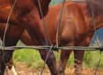 front of his outside hind and fore legs. This is also a great exercise to correct a one-sided or crooked horse.