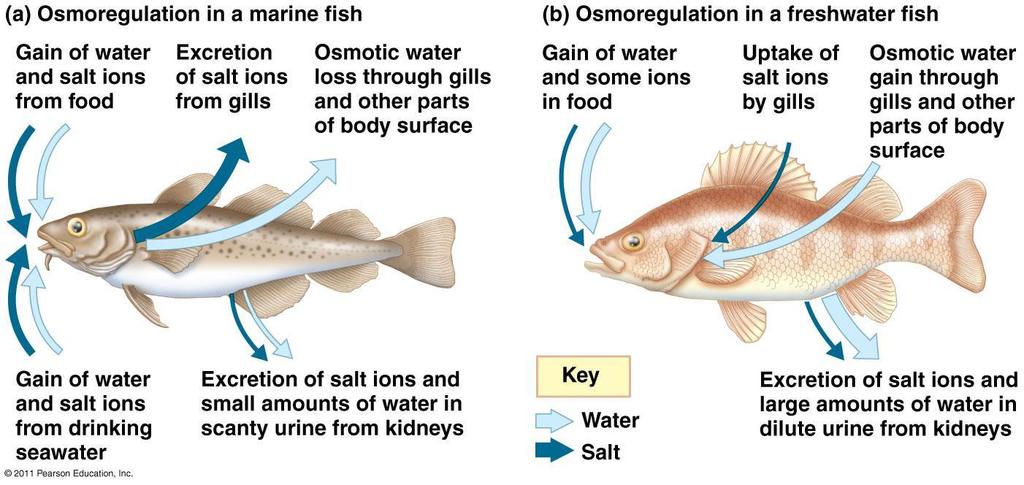 Osmoregulation in Fish Osmoconformers: isotonic (same solute concentration) to surrounding water Most marine