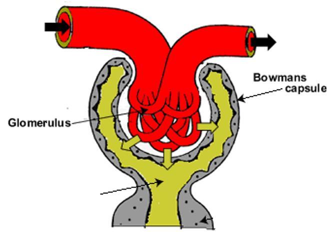 mammals Develops into reproductive organs in male mammals Ureteric bud develops into metaneophros