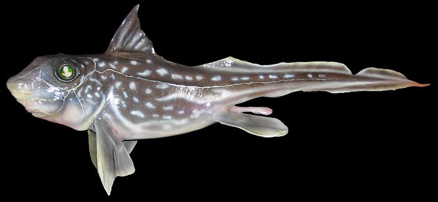 Class Chondrichthyes, Subclass Holocephali Chimaera (ratfish)