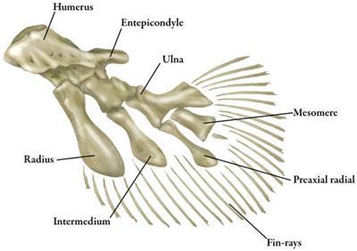 Sarcopterygii (sar-kop-tuh-rij-ee-eye) Lobe-finned fishes Pectoral and pelvic fins made of rod-shaped bones surrounded by