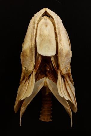 Gular plate Order Amiiformes (Bowfins)