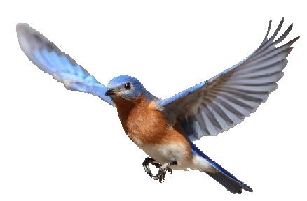 Bluebirds need tree cavities or nesting boxes that face open