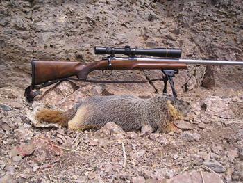 many, the FMJ s left me wanting wanting more consistent performance and wanting fewer lost coyotes.