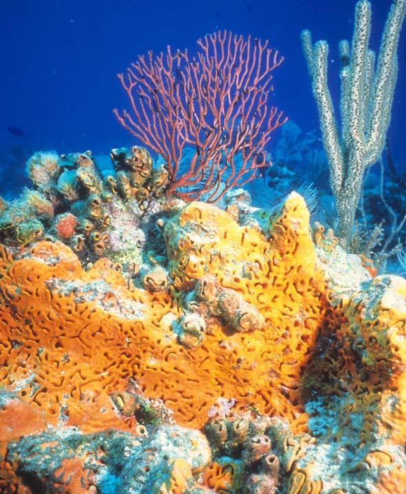 Coral Reefs A Reading A Z