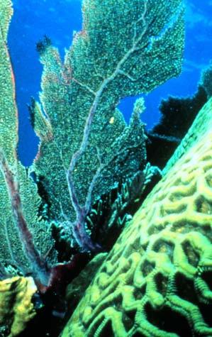 (Left) A sea fan (a soft coral); (right) a brain coral (a stony coral) Elkhorn coral branches out