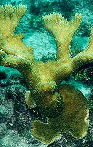 These feathery polyps form branches. The second main type of coral is soft coral.