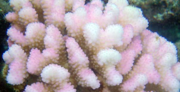 White band disease can destroy coral quickly.